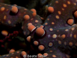 Seastar , Canon G10 and UCL165 by Beate Seiler 